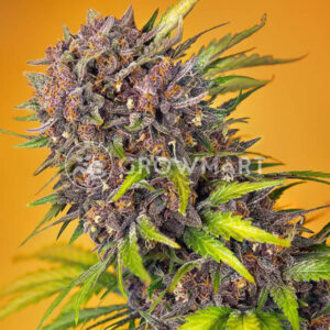 Diablo_rojo_xl_auto_seminka_konopi