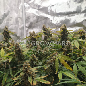 Diesel_Automatic_Autoflowering_semínka_konopí