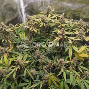 Diesel_Automatic_Autoflowering_semínka_konopí