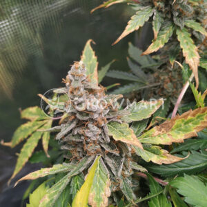 Diesel_Automatic_Autoflowering_semínka_konopí