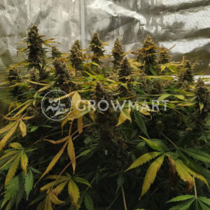 Diesel_Automatic_Autoflowering_semínka_konopí