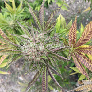 Do-Si-Dos_Feminizované_semínka_konopí