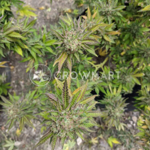 Do-Si-Dos_Feminizované_semínka_konopí