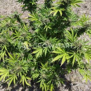 Do-Si-Dos_Feminizované_semínka_konopí