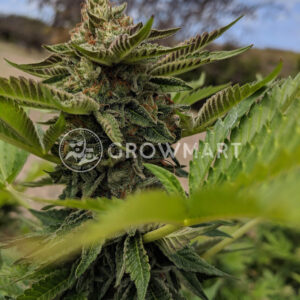 Do-Si-Dos_Feminizované_semínka_konopí