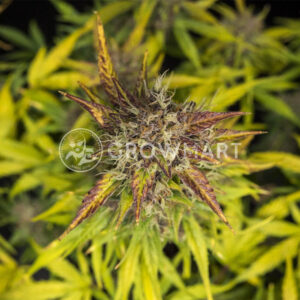 Do-Si-Dos_Auto_seminka_konopi