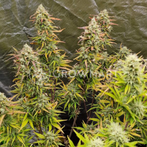 Do-Si-Dos_Auto_seminka_konopi