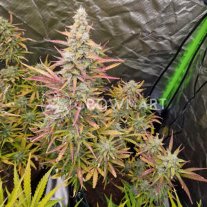 Do-Si-Dos_Auto_seminka_konopi