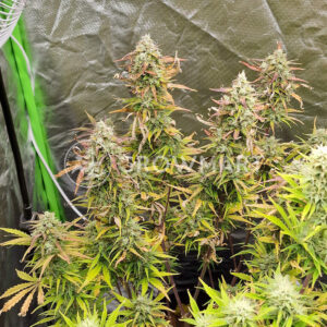 Do-Si-Dos_Auto_seminka_konopi