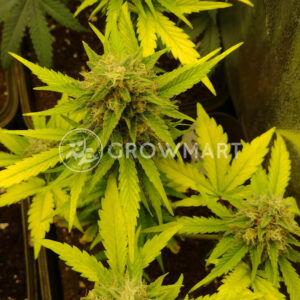 Do-Si-Dos_Cookies_Fast_Seminka_Konopi_1