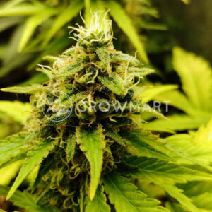 Do-Si-Dos_Cookies_Fast_Seminka_Konopi_3