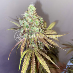 Do_G__Feminizované_semena_konopí