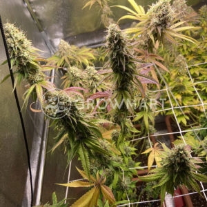 Do_G__Feminizované_semena_konopí