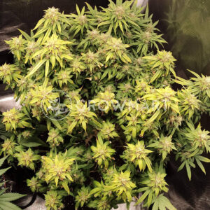 Doctor_SeedsMan_CBD_seminka_konopi