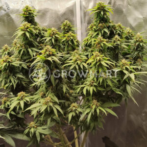 Doctor_SeedsMan_CBD_seminka_konopi