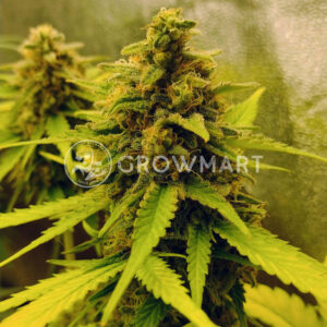 Dos_Si_Dos_Cookies_Feminizované_semínka_konopí