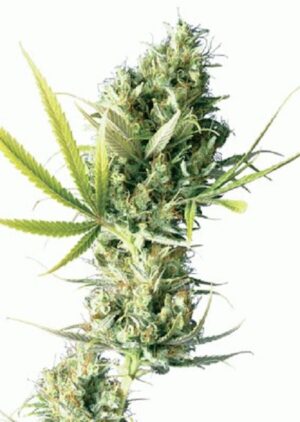 Sensi Seeds - Durban Regular | Regular Cannabis Seeds - Image 5