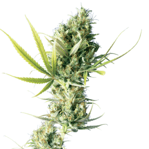 Sensi Seeds - Durban Regular | Regular Cannabis Seeds - Image 9