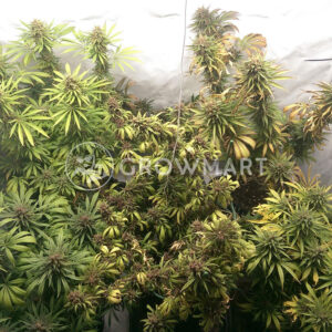 Durban_Poison_Feminizovaná_semínka_konopí