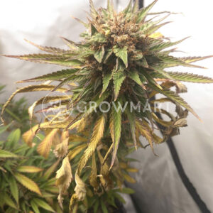 Durban_Poison_Feminizovaná_semínka_konopí