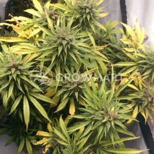 Durban_Poison_Feminizovaná_semínka_konopí