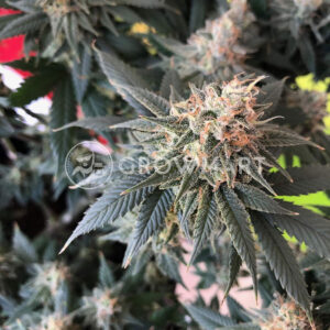 Durga_Mata_2_CBD_Feminizované_semínka_konopí