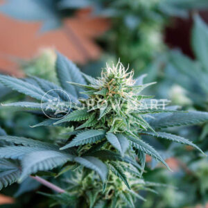 Durga_Mata_2_CBD_Feminizované_semínka_konopí