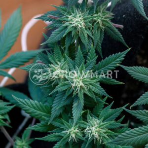 Durga_Mata_2_CBD_Feminizované_semínka_konopí