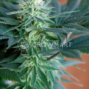 Durga_Mata_2_CBD_Feminizované_semínka_konopí