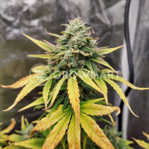 EXODUS-CHEESE-AUTO_Autoflowering_semínka_konopí