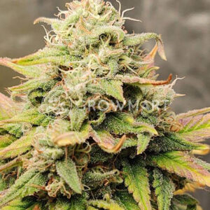 EXODUS-CHEESE-AUTO_Autoflowering_semínka_konopí