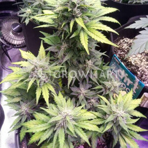 EXODUS-CHEESE-AUTO_Autoflowering_semínka_konopí