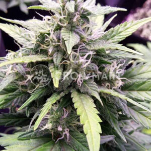EXODUS-CHEESE-AUTO_Autoflowering_semínka_konopí