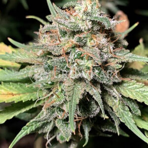 EXODUS-CHEESE_Feminizovaná_semínka_konopí
