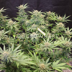 EXODUS-CHEESE_Feminizovaná_semínka_konopí