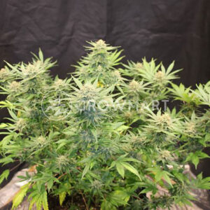 EXODUS-CHEESE_Feminizovaná_semínka_konopí