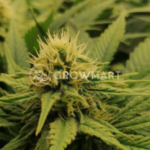 Early_Skunk_Fem_Feminizované_semínka_konopí