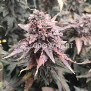 Early_Skunk_Reg_Regulérni_semena_konopí