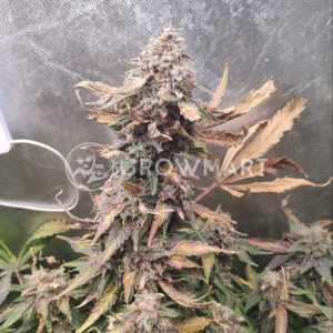 Early_Skunk_Reg_Regulérni_semena_konopí