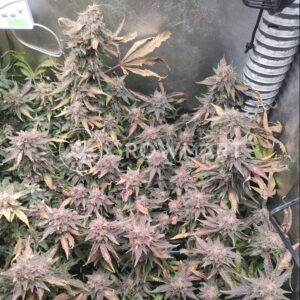 Early_Skunk_Reg_Regulérni_semena_konopí