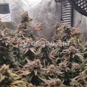 Early_Skunk_Reg_Regulérni_semena_konopí