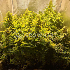 Easy_Bud_Autoflowering_semínka_konopí