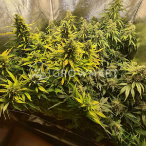 Easy_Bud_Autoflowering_semínka_konopí