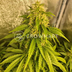 Easy_Bud_Autoflowering_semínka_konopí