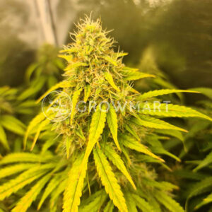 Easy_Bud_Autoflowering_semínka_konopí