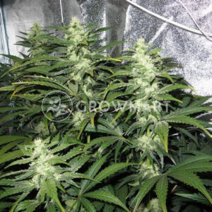 El_Alquimista_Feminizované_semínka_konopí