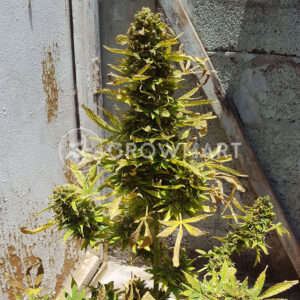 El_Alquimista_Auto_Autoflower_semínka_konopí
