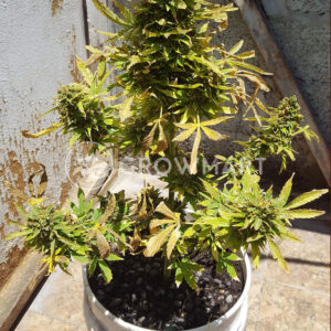 El_Alquimista_Auto_Autoflower_semínka_konopí