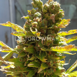 El_Alquimista_Auto_Autoflower_semínka_konopí