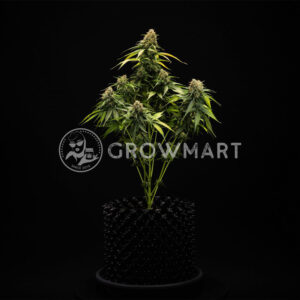 Epsiolon_F1_Auto_seminka_konopi